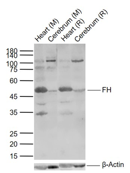 FH Rabbit Polyclonal Antibody