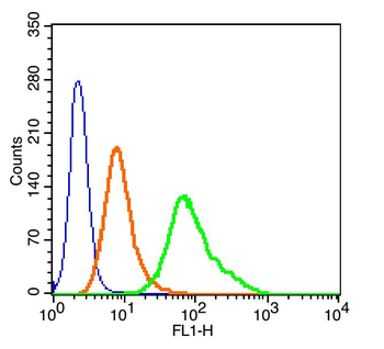 Phospho-c-Fos (Ser32) Rabbit Polyclonal Antibody
