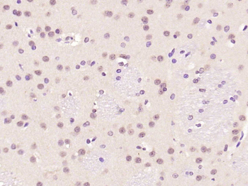 Phospho-c-Fos (Ser32) Rabbit Polyclonal Antibody