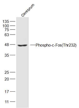 Phospho-c-Fos (Thr232) Rabbit Polyclonal Antibody