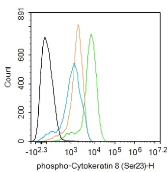 Phospho-Cytokeratin 8 (Ser23) Rabbit Polyclonal Antibody