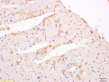 CKMT2 Rabbit Polyclonal Antibody