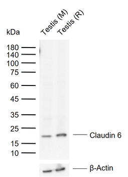 Claudin 6 Rabbit Polyclonal Antibody