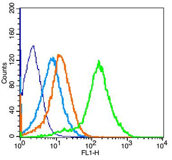 Phospho-Connexin 43 (Ser368) Rabbit Polyclonal Antibody