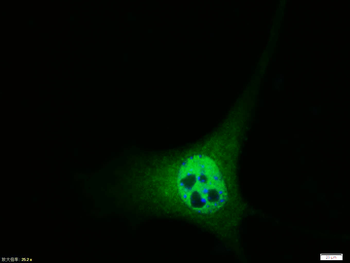 Phospho-Cyclin D1 (Thr286) Rabbit Polyclonal Antibody