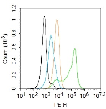 Cytochrome P450 2B6 Rabbit Polyclonal Antibody
