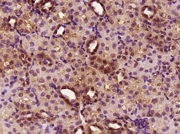 Endo G Rabbit Polyclonal Antibody