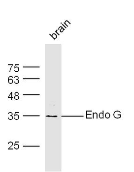 Endo G Rabbit Polyclonal Antibody