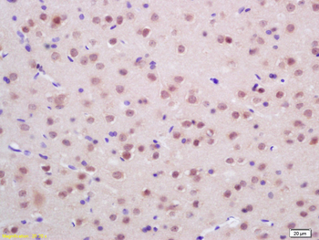 Endo G Rabbit Polyclonal Antibody