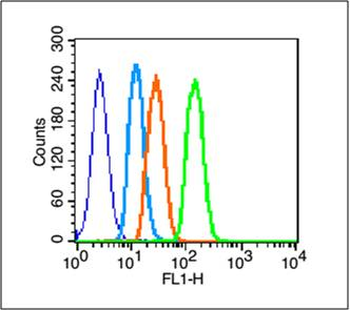 Phospho-EGFR (Tyr845) Rabbit Polyclonal Antibody