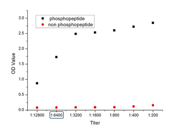 Phospho-FoxO1 (Ser256) Rabbit Polyclonal Antibody