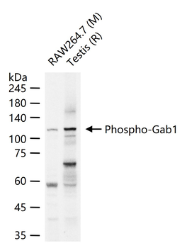 Phospho-Gab1 (Tyr627) Rabbit Polyclonal Antibody