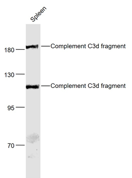 Complement C3d fragment Rabbit Polyclonal Antibody