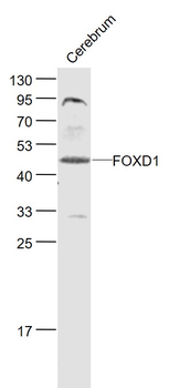 FOXD1 Rabbit Polyclonal Antibody