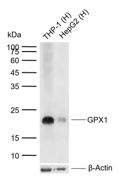GPX1 Recombinant Rabbit Monoclonal Antibody