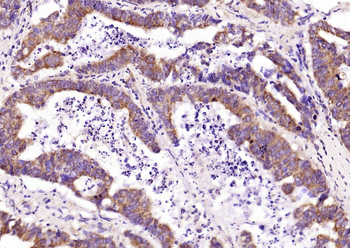 IKK gamma Rabbit Polyclonal Antibody