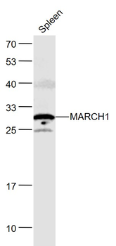 MARCH1 Rabbit Polyclonal Antibody