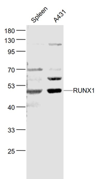 RUNX1 Rabbit Polyclonal Antibody