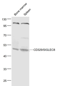 SIGLEC8 Rabbit Polyclonal Antibody