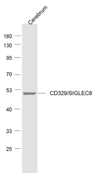 SIGLEC8 Rabbit Polyclonal Antibody