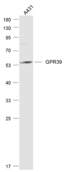 GPR39 Rabbit Polyclonal Antibody