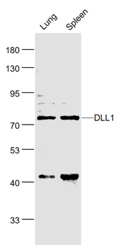 DLL1 Rabbit Polyclonal Antibody