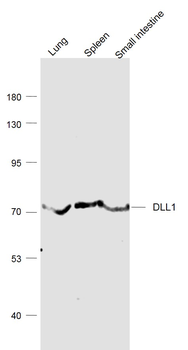 DLL1 Rabbit Polyclonal Antibody