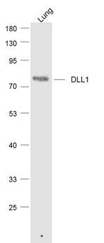 DLL1 Rabbit Polyclonal Antibody