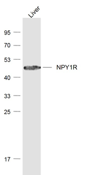 NPY1R Rabbit Polyclonal Antibody