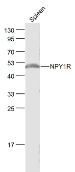 NPY1R Rabbit Polyclonal Antibody