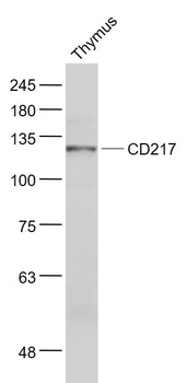 IL17RA Rabbit Polyclonal Antibody