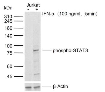 Phospho-STAT3 (Tyr705) Rabbit Polyclonal Antibody