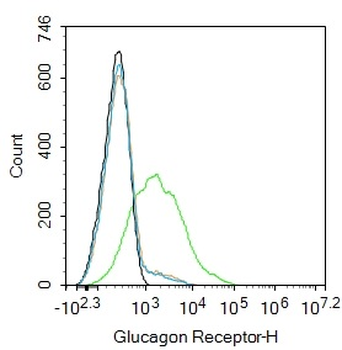 Glucagon Receptor Rabbit Polyclonal Antibody