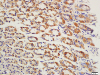 GPR15 Rabbit Polyclonal Antibody