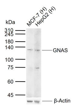 GNAS Rabbit Polyclonal Antibody