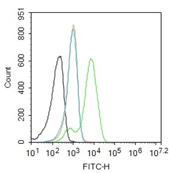 PAX6 Rabbit Polyclonal Antibody