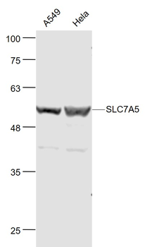 SLC7A5 Rabbit Polyclonal Antibody