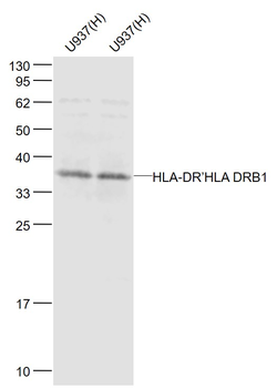 HLA-DR/HLA DRB1 Rabbit Polyclonal Antibody