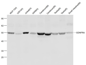 GDNFRA Rabbit Polyclonal Antibody