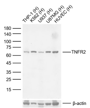 TNFR2 Recombinant Rabbit Monoclonal Antibody