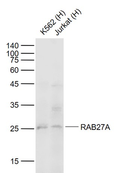 RAB27A Mouse Monoclonal Antibody