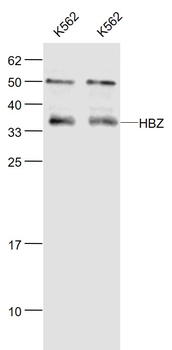 HBZ Rabbit Polyclonal Antibody