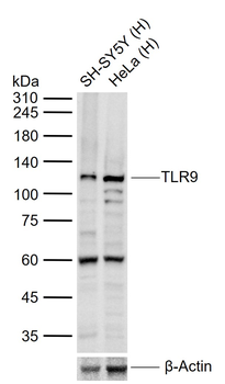 TLR9 Rabbit Polyclonal Antibody