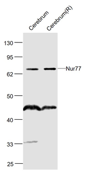 Nur77 Rabbit Polyclonal Antibody