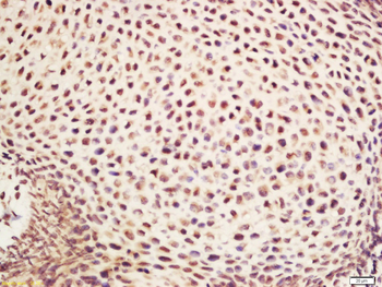 NDUFA1 Rabbit Polyclonal Antibody