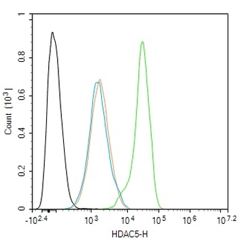 HDAC5 Rabbit Polyclonal Antibody