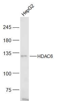 HDAC6 Rabbit Polyclonal Antibody