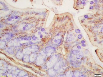 Histone H3 (acetyl K9) Rabbit Polyclonal Antibody