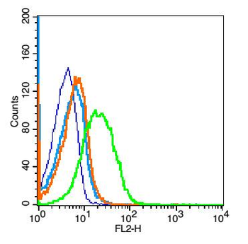 CD1d Rabbit Polyclonal Antibody