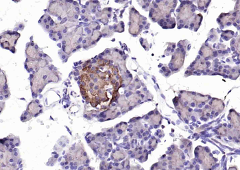 Insulin Rabbit Polyclonal Antibody